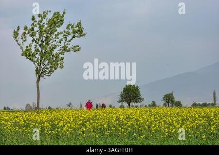 Des femmes musulmanes du Cachemire marchent dans un champ de moutarde en fleurs pendant la saison printanière à Pampore, à environ 25 km de Srinagar, la capitale estivale du Jammu-et-Cachemire. Banque D'Images