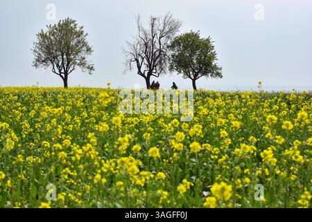 Des femmes musulmanes du Cachemire marchent dans un champ de moutarde en fleurs pendant la saison printanière à Pampore, à environ 25 km de Srinagar, la capitale estivale du Jammu-et-Cachemire. Banque D'Images