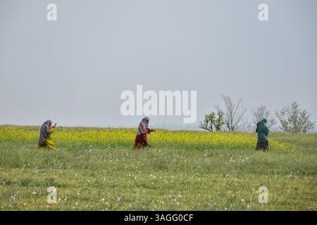 Pampore, Inde. 8 avril 2025. Des femmes musulmanes du Cachemire marchent dans un champ de moutarde en fleurs pendant la saison printanière à Pampore, à environ 25 km de Srinagar, la capitale estivale du Jammu-et-Cachemire. (Crédit image : © Saqib Majeed/SOPA images via ZUMA Press Wire) USAGE ÉDITORIAL SEULEMENT ! Non destiné à UN USAGE commercial ! Banque D'Images