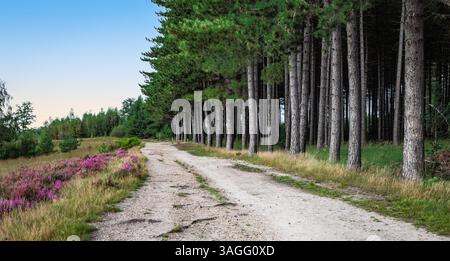 Chemin entre les pins et la floraison de Heather du Parc National de Mechelse Heide, Belgique. Banque D'Images