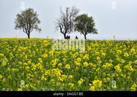 Pampore, Inde. 8 avril 2025. Des femmes musulmanes du Cachemire marchent dans un champ de moutarde en fleurs pendant la saison printanière à Pampore, à environ 25 km de Srinagar, la capitale estivale du Jammu-et-Cachemire. (Crédit image : © Saqib Majeed/SOPA images via ZUMA Press Wire) USAGE ÉDITORIAL SEULEMENT ! Non destiné à UN USAGE commercial ! Banque D'Images