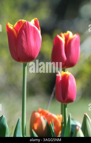 Tulipes en fleurs sous le soleil de printemps - avril Royaume-Uni Banque D'Images