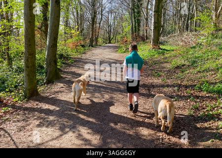 Vue arrière d'un garçon en uniforme scolaire promenant ses chiens sur un chemin boisé après l'école Banque D'Images