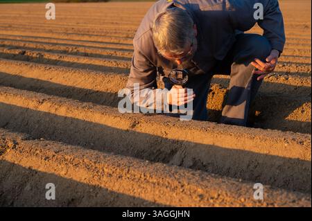 Les asperges arrivent-elles déjà ? Un homme en vêtements de travail inspecte soigneusement le sol d'un champ d'asperges avec une loupe Banque D'Images