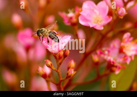 Un bourdon repose.sur de belles fleurs. Banque D'Images
