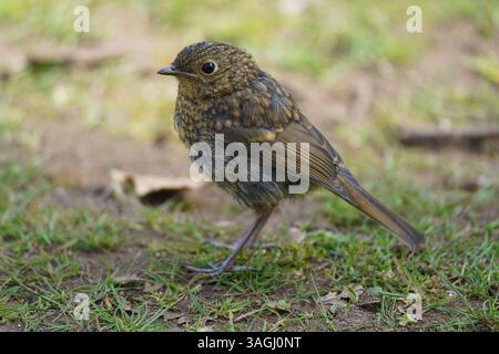 robin (erithacus rubecula), Royaume-Uni Banque D'Images