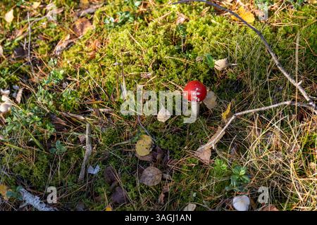 mouche agarique dans la forêt en automne, dangereux pour la vie et la santé agarique de mouche rouge dans la forêt sauvage dans la mousse et l'herbe verte Banque D'Images