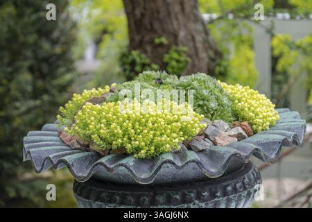 Succulentes vertes dans un pot en métal décoré devant un arbre, Rhénanie du Nord-Westphalie, Allemagne, Europe Banque D'Images