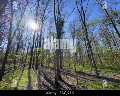Plan rétroéclairé du soleil de printemps le soleil au printemps sur le ciel bleu sans nuages brille entre les arbres germant dans la forêt mixte, Allemagne, Europe Banque D'Images