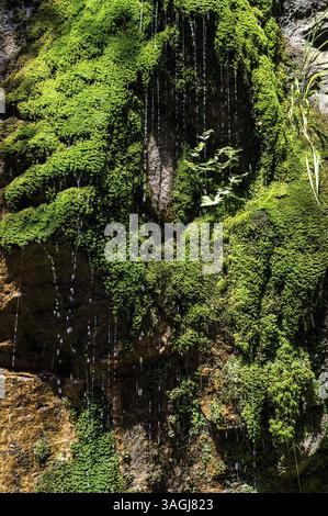 L'eau coule sur la mousse verte de la pierre verticale Banque D'Images