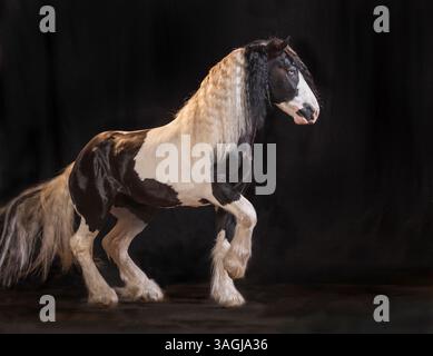 Étalon cheval Gypsy Vanner masculin adulte danse devant un fond noir Banque D'Images