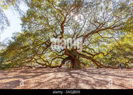 Charleston, Caroline du Sud, États-Unis - 28 février 2020 : Angel Oak tree à Charleston, Caroline du Sud, États-Unis Banque D'Images