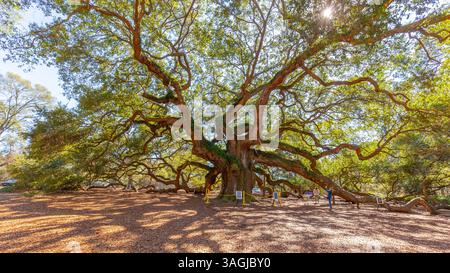 Charleston, Caroline du Sud, États-Unis - 28 février 2020 : Angel Oak tree à Charleston, Caroline du Sud, États-Unis Banque D'Images