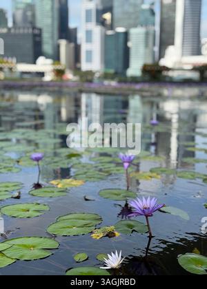 Nénuphars en fleurs avec vue sur Singapour depuis Marina Bay Sands. Un mélange serein de nature et de beauté urbaine. Banque D'Images