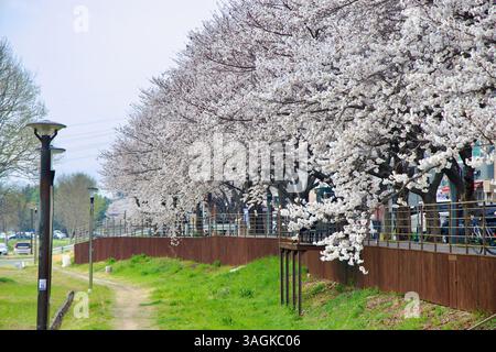Ulsan City, Corée du Sud - 31 mars 2025 : les visiteurs apprécient le plein air sous les cerisiers en fleurs, avec un chemin paisible menant à un champ ouvert, w Banque D'Images