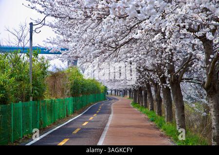 Ulsan City, Corée du Sud - 28 mars 2025 : un tronçon courbe du sentier cyclable et pédestre de Taehwagang est ombragé par de denses fleurs de cerisier, avec bambo Banque D'Images