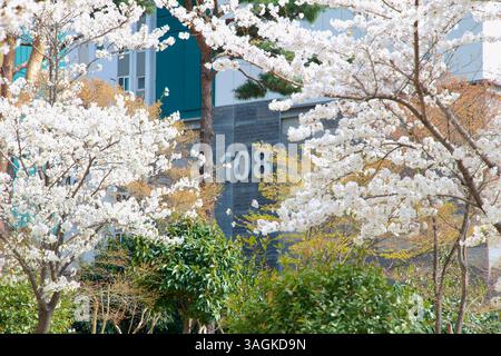 Ulsan City, Corée du Sud - 31 mars 2025 : les cerisiers en fleurs de printemps encadrent la façade de l'immeuble d'appartements 108, avec des arbres en fleurs et du vert saisonnier Banque D'Images