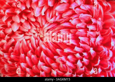Chrysanthème rose. Banque D'Images
