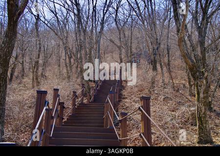 Ulsan City, Corée du Sud - 2 avril 2025 : un long escalier en bois monte une pente raide à travers une forêt sans feuilles sur le côté de Gajisan, offrant bonjour Banque D'Images