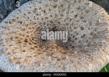 Macro photo d'un champignon parasol, capturant ses détails complexes. Idéal pour les passionnés de nature et les conceptions botaniques, la vue rapprochée met en valeur Banque D'Images