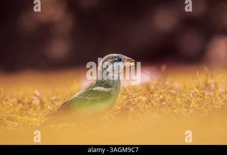 Moineaux sur l'herbe avec la lumière chaude du soleil Banque D'Images