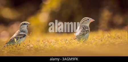 Moineaux sur l'herbe avec la lumière chaude du soleil Banque D'Images