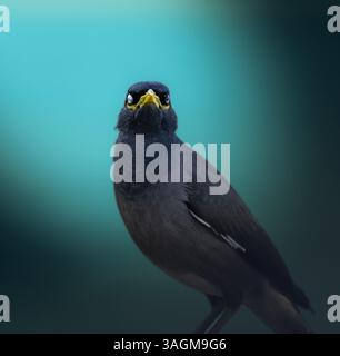 Ce gros plan captivant met en scène un oiseau myna aux plumes noires saisissantes et au bec jaune éclatant, sur un arrière-plan magnifiquement flou. Banque D'Images