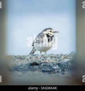 Cette image saisissante capture une queue de chariot perchée gracieusement sur une surface rocheuse, mettant en valeur son plumage noir et blanc distinctif. Banque D'Images