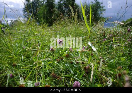 Des fourrés denses d'herbe et de fleurs de trèfle lors d'une journée d'été ensoleillée dans la campagne avec un ciel bleu et des arbres en arrière-plan Banque D'Images