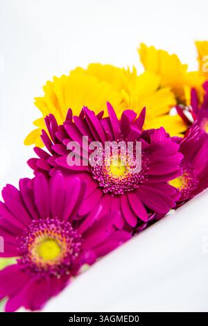 Détail recadré de bouquet de gerberas violettes et jaunes reposant sur le plan incliné. Isolé sur fond blanc. Concept simple pour bannière, carte, p Banque D'Images