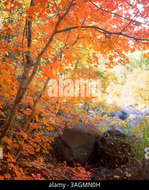 Les couleurs vives de l'automne viennent à Sycamore Canyon Wilderness Area. Arizona. Banque D'Images