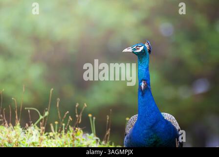 Un paon mâle vibrant se dresse haut dans un environnement naturel avec un fond vert flou, mettant en valeur son magnifique plumage irisé. Banque D'Images