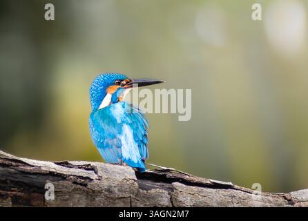 Superbe gros plan d'un kingfisher commun bleu éclatant (Alcedo atthis) perché sur une branche d'arbre avec un fond naturel doux et flou. Banque D'Images