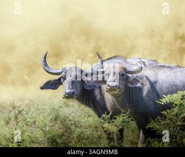 Une paire de buffles d'eau sauvages (Bubalus arnee) debout en alerte dans un champ herbeux, capturés dans une belle lumière naturelle. Banque D'Images