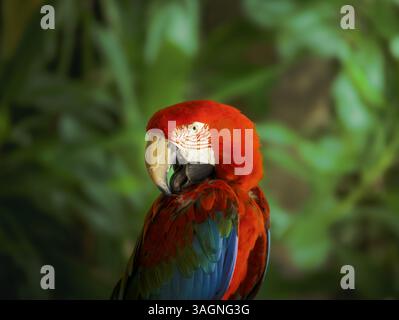 Portrait d'un beau macaw rouge Scarlet Banque D'Images