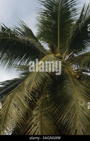 Vue rapprochée de la structure complexe des feuilles d'un palmier ou d'un cocotier. Banque D'Images