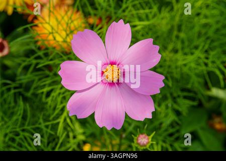 Vue de dessus des fleurs en fleurs en gros plan Banque D'Images