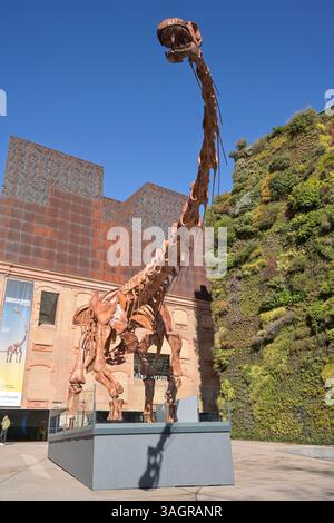 CaixaForum, Dinosaurier Skelett, Patagotitan Mayorum, Paseo del Prado, Madrid, Spanien Banque D'Images