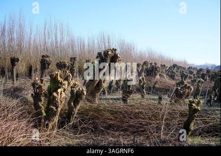 Rhoonse Grienden, Albrandswaard, Zuid-Holland, Nederland - 27 01 2024 : les Rhoonse Grienden sont des saules de marée d'eau douce sur la rivière Oude Maas dans le Banque D'Images