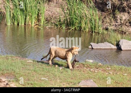 Jeune lion marchant le long du bord d'un étang, portant fièrement un oiseau mort dans sa bouche, mettant en valeur les dures réalités de la survie dans la nature Banque D'Images
