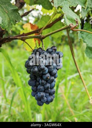 Gros plan d'un bouquet de raisins noirs mûrs poussant sur une vigne avec des feuilles vertes. Banque D'Images