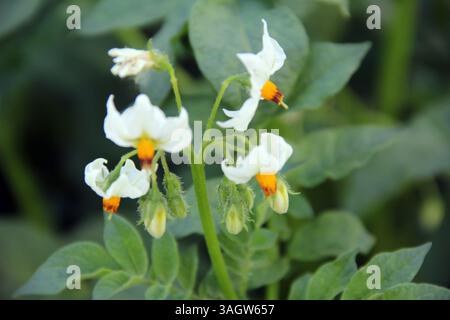 Les fleurs blanches de pomme de terre avec des centres orangés fleurissent au milieu des feuilles vertes vibrantes dans les champs agricoles de Leh Ladakh pendant l'été. Banque D'Images