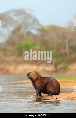 Capybara debout sur une rive de rivière dans le Pantanal, Brésil. Banque D'Images