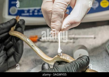 Les médecins vétérinaires et le personnel infirmier nettoient et désinfectent les plaies d'un serpent fouet rouge blessé ou d'un coureur nain à collier (collier Platyceps Banque D'Images