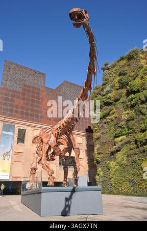 CaixaForum, Dinosaurier Skelett, Patagotitan Mayorum, Paseo del Prado, Madrid, Spanien *** CaixaForum, squelette de dinosaures, Patagotitan Mayorum, Paseo del Prado, Madrid, Espagne Banque D'Images