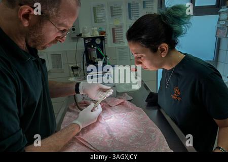 Les médecins vétérinaires et le personnel infirmier examinent un serpent fouet noir juvénile blessé (Dolichophis jugularis ثعبان السوط الأسود ) dans la première phase i. Banque D'Images