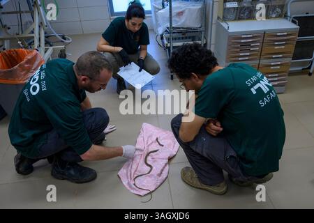 Les médecins vétérinaires et le personnel infirmier examinent un serpent fouet noir juvénile blessé (Dolichophis jugularis ثعبان السوط الأسود ) dans la première phase i. Banque D'Images