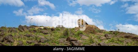 Vue panoramique des lions mâles et femelles adultes, Panthera leo, reposant sur une crête dans le Masai Mara, Kenya. Fond de ciel d'été. Banque D'Images