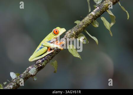 Red-eyed Tree Frog au Costa Rica Banque D'Images