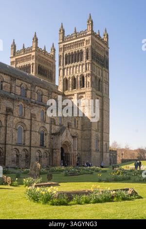 Jonquilles fleurissant dans le parc de la cathédrale de Durham, ville de Durham, Angleterre, Royaume-Uni Banque D'Images